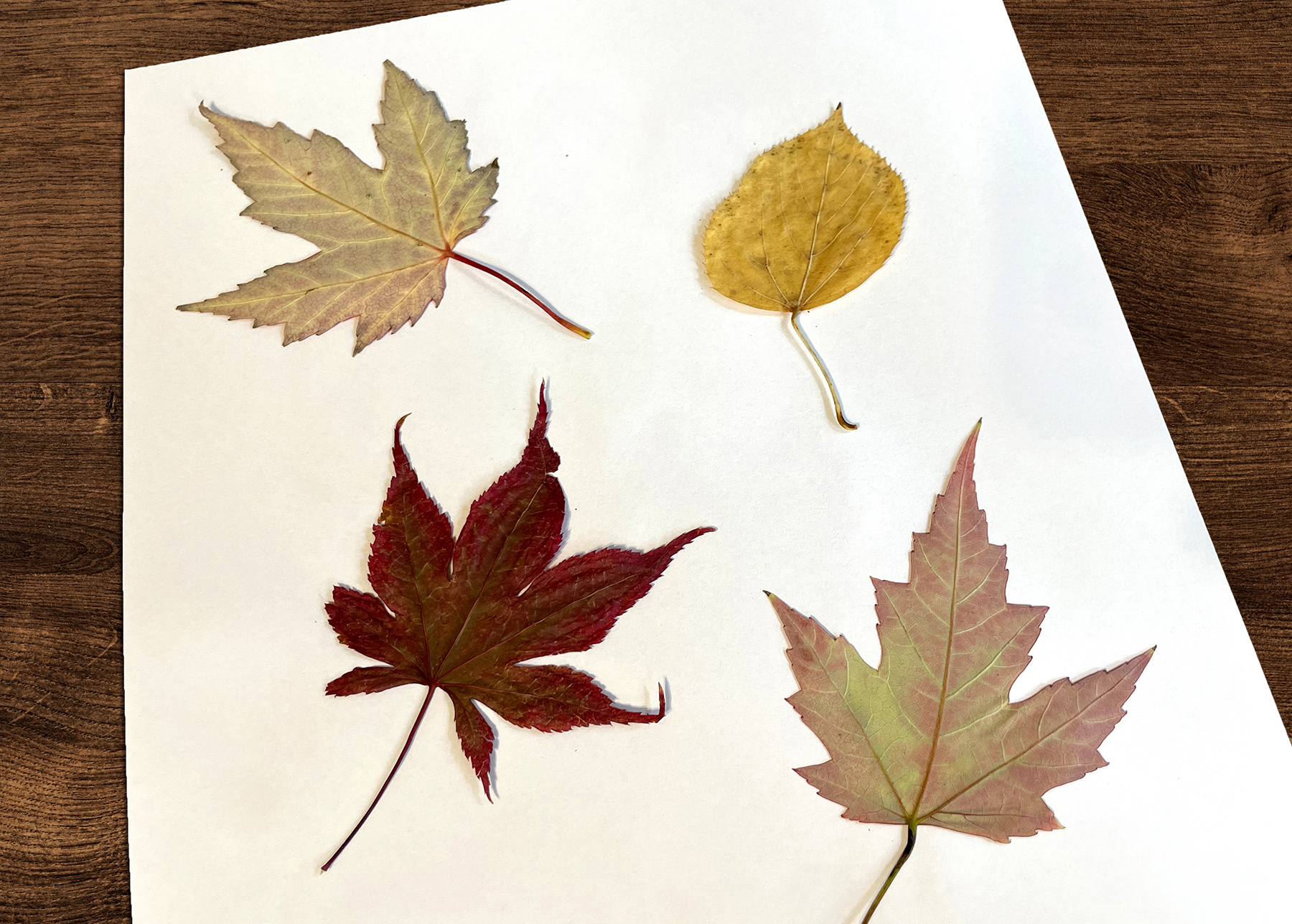 Autumn Art and Science Project