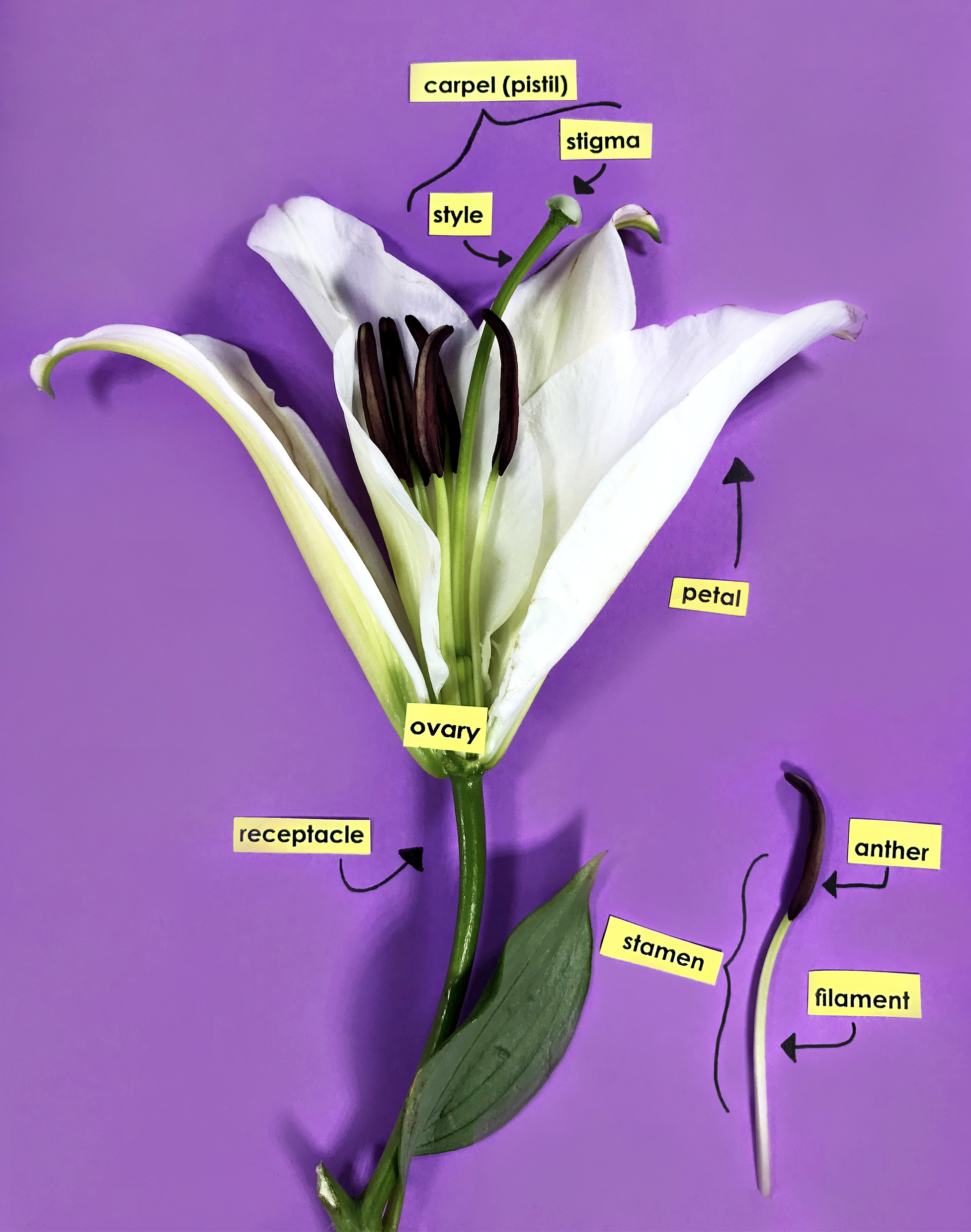 Parts of a Flower Classroom Activity